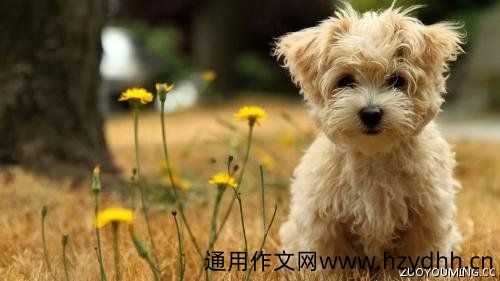 宠物店创意广告宣传标语