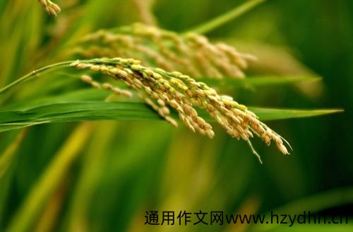 农村收稻谷发朋友圈说说