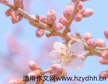 2022春季赏桃花的句子发朋友圈 朋友圈晒桃花的说说大全