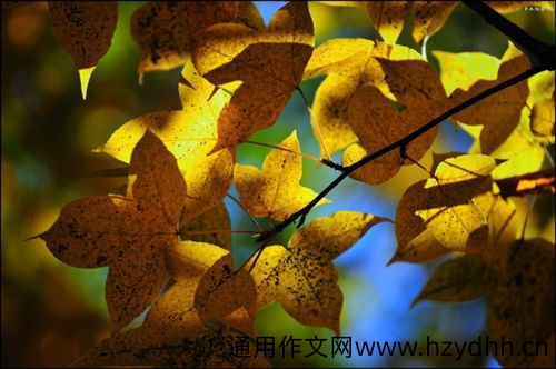 秋天连续下雨感慨说说