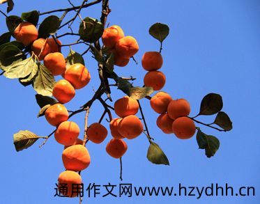 秋季吃柿子的心情说说 又到了吃柿子季节的文案