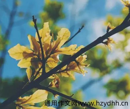 描写秋日美景的说说 秋季治愈人心的唯美文案