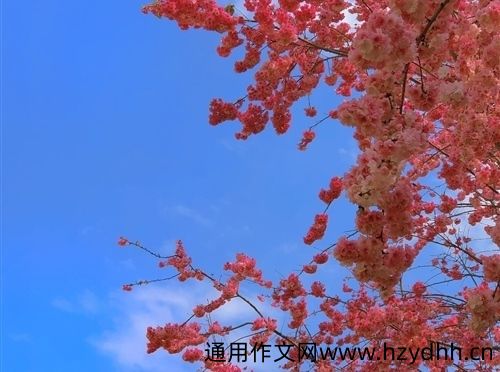 樱花开了发朋友圈说说