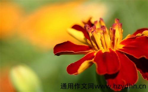 朋友圈晒花草的简单说说
