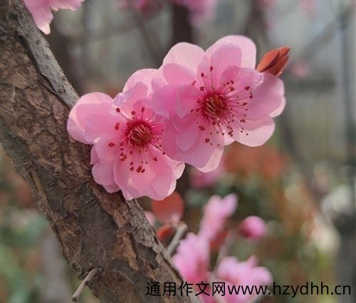 玉兰花发朋友圈的说说